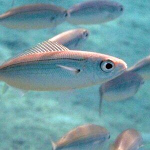 Meet your Posher, Victor